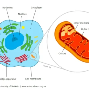 metabolomics_optimized